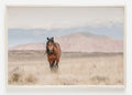 CABALLO CORDILLERA