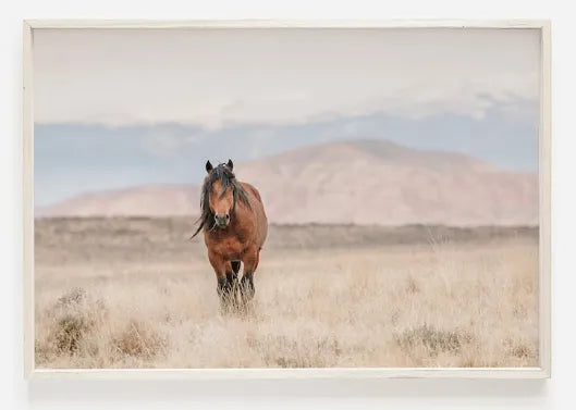 CABALLO CORDILLERA