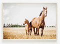 CABALLOS IV