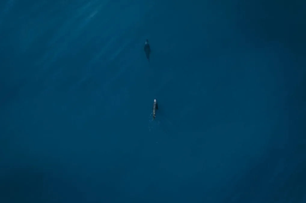 CONJUNTO LOBOS DE MAR