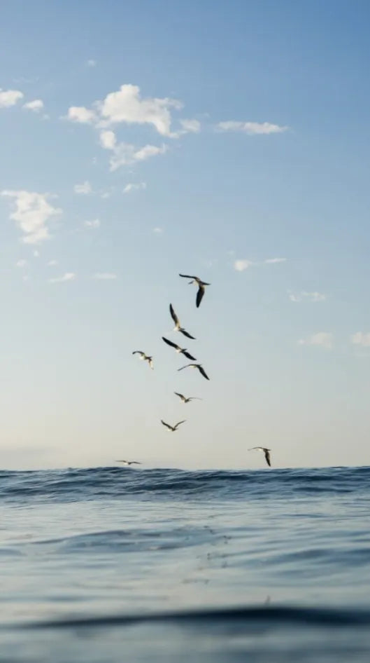 TRÍO MAR AZUL