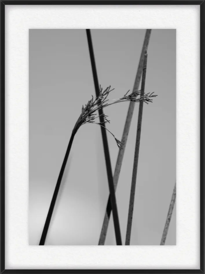 JUNCO I