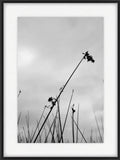 JUNCO II
