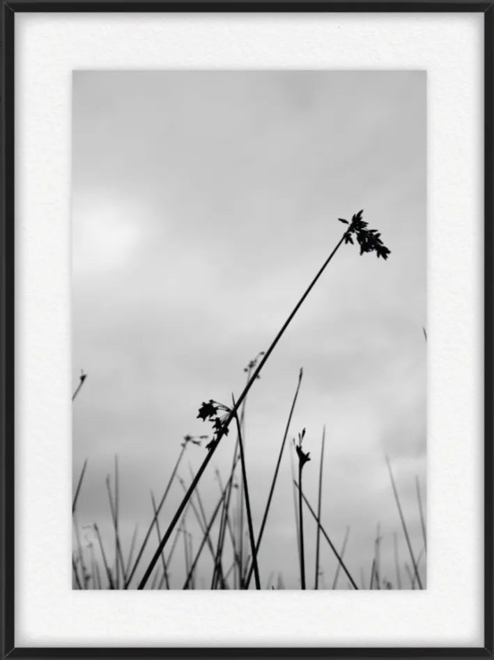 JUNCO II