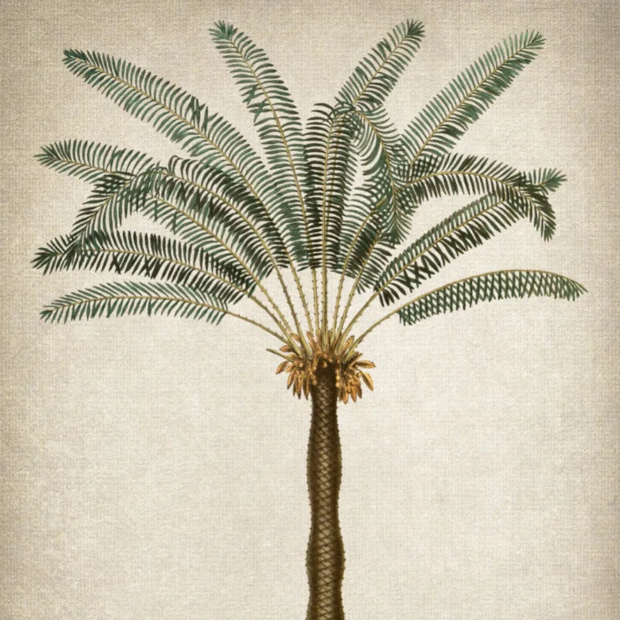 CANVAS TROPICO