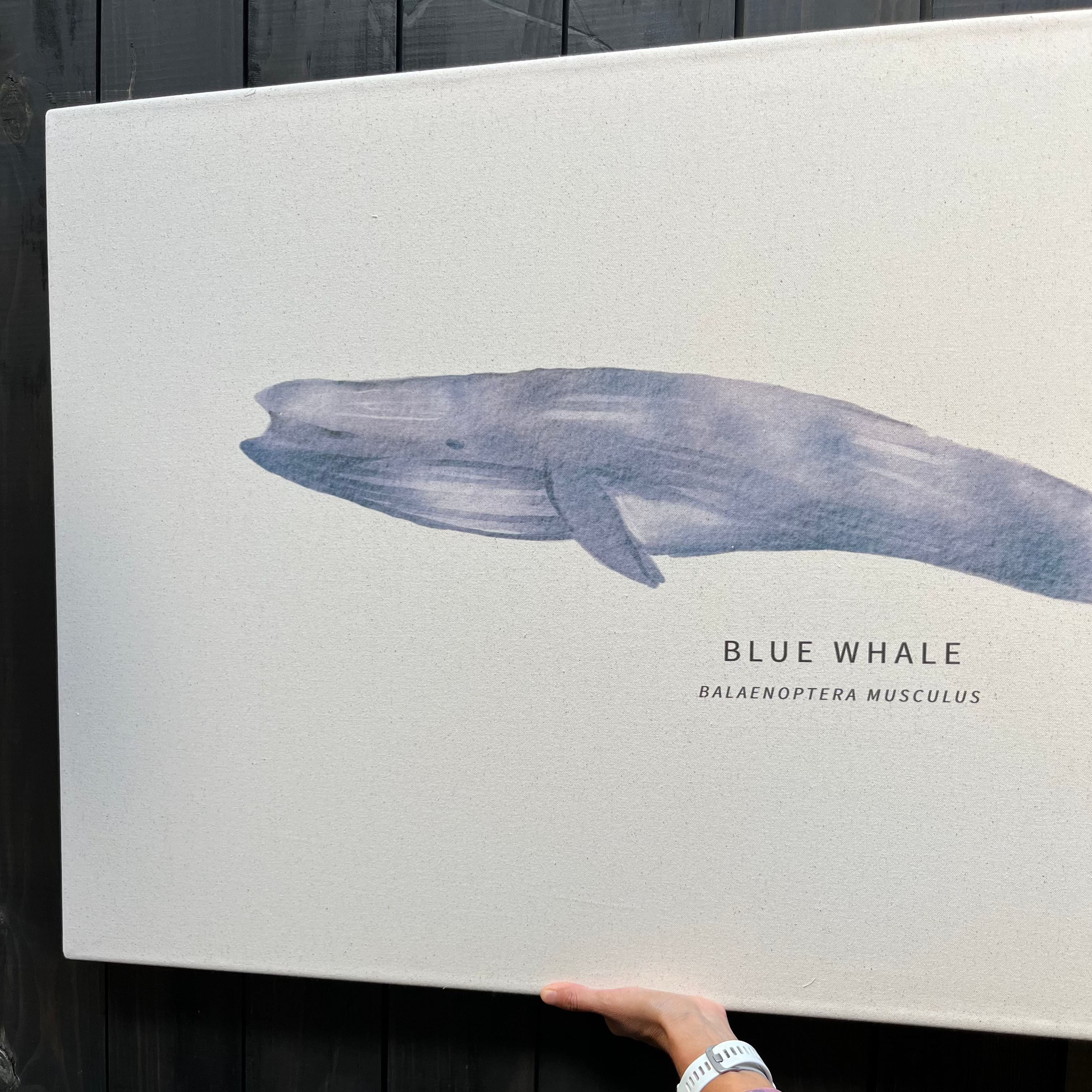 CUADRO BALLENA BLUE WHALE