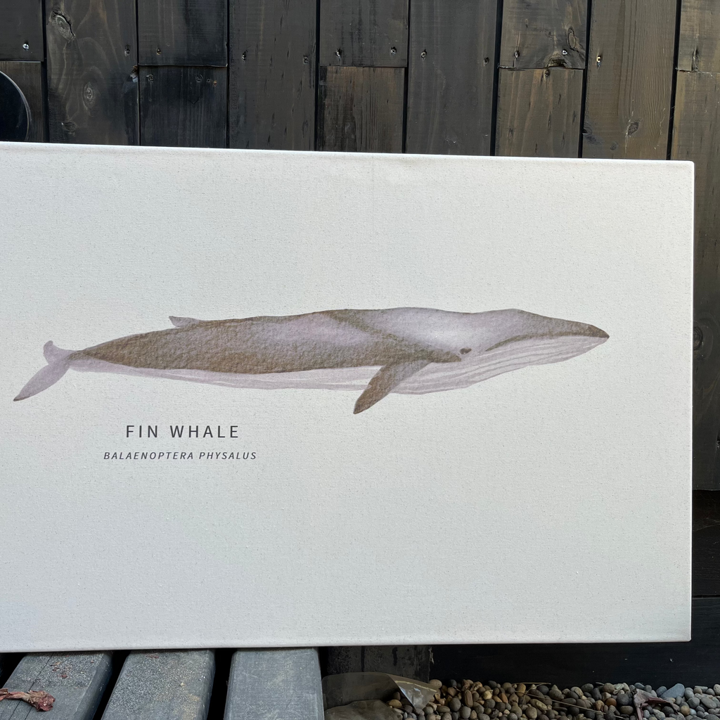 Cuadro Ballena Fin Whale