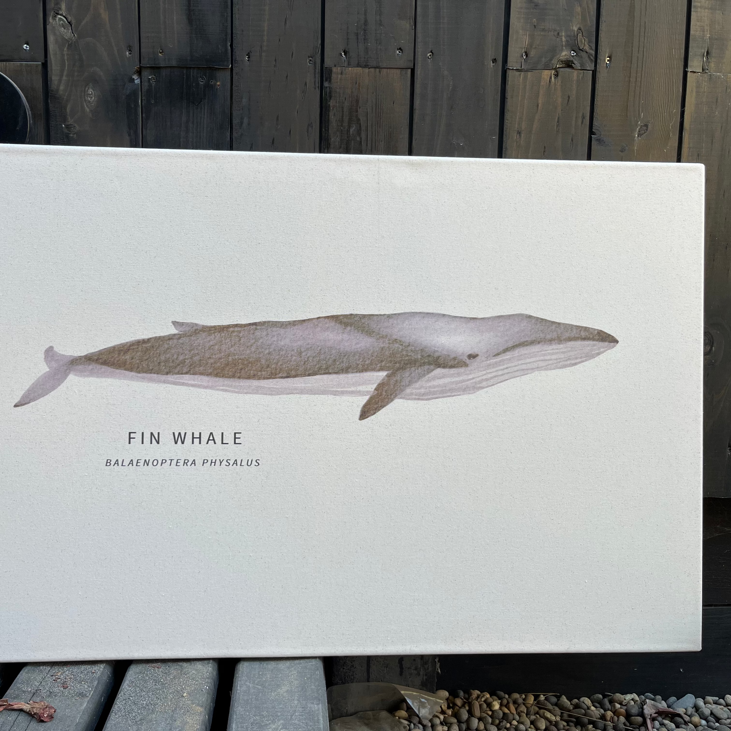 Cuadro Ballena Fin Whale