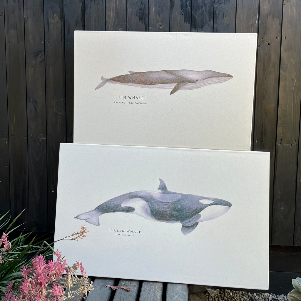 Cuadro Ballena Fin Whale