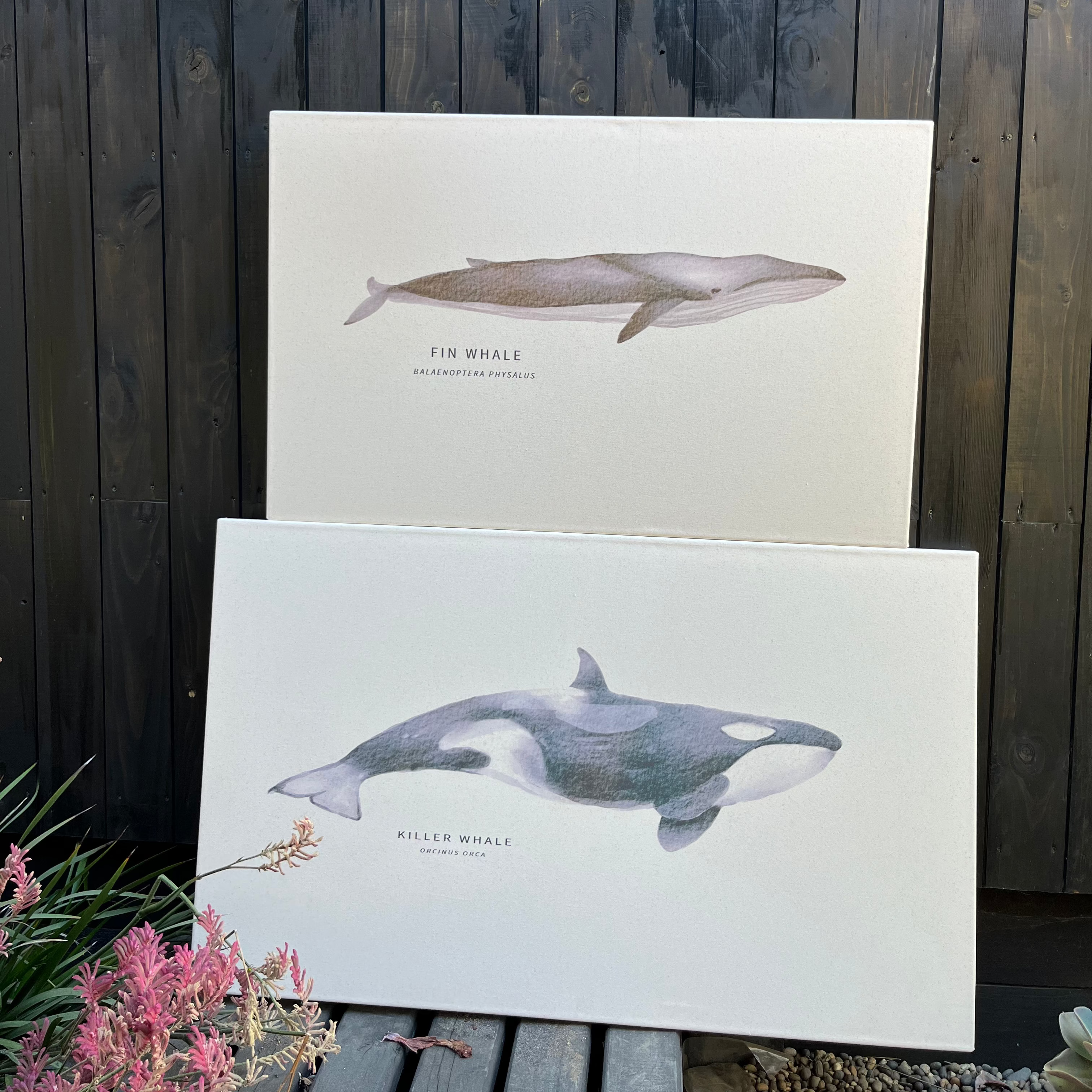Cuadro Ballena Fin Whale