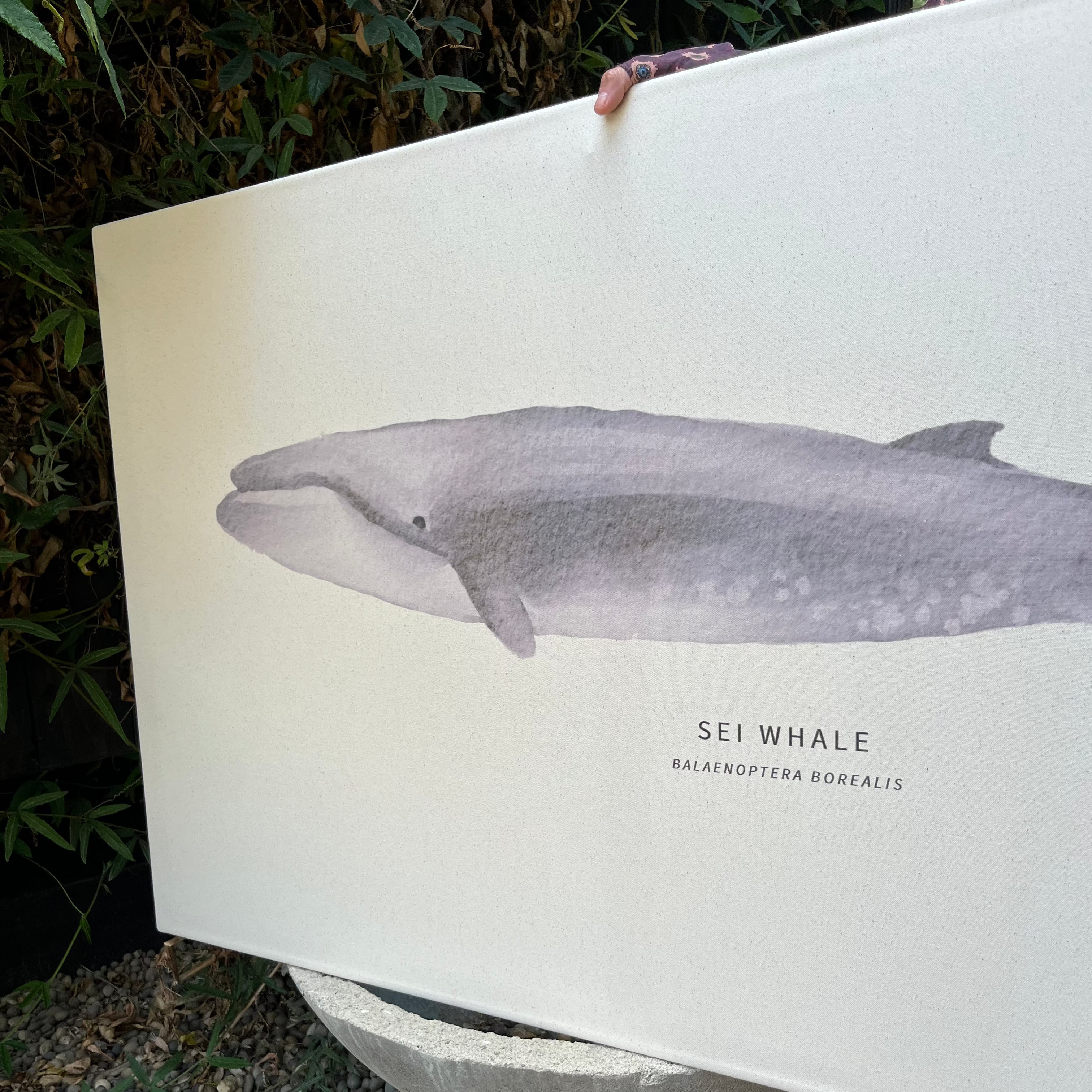 Cuadro Ballena Sei Whale