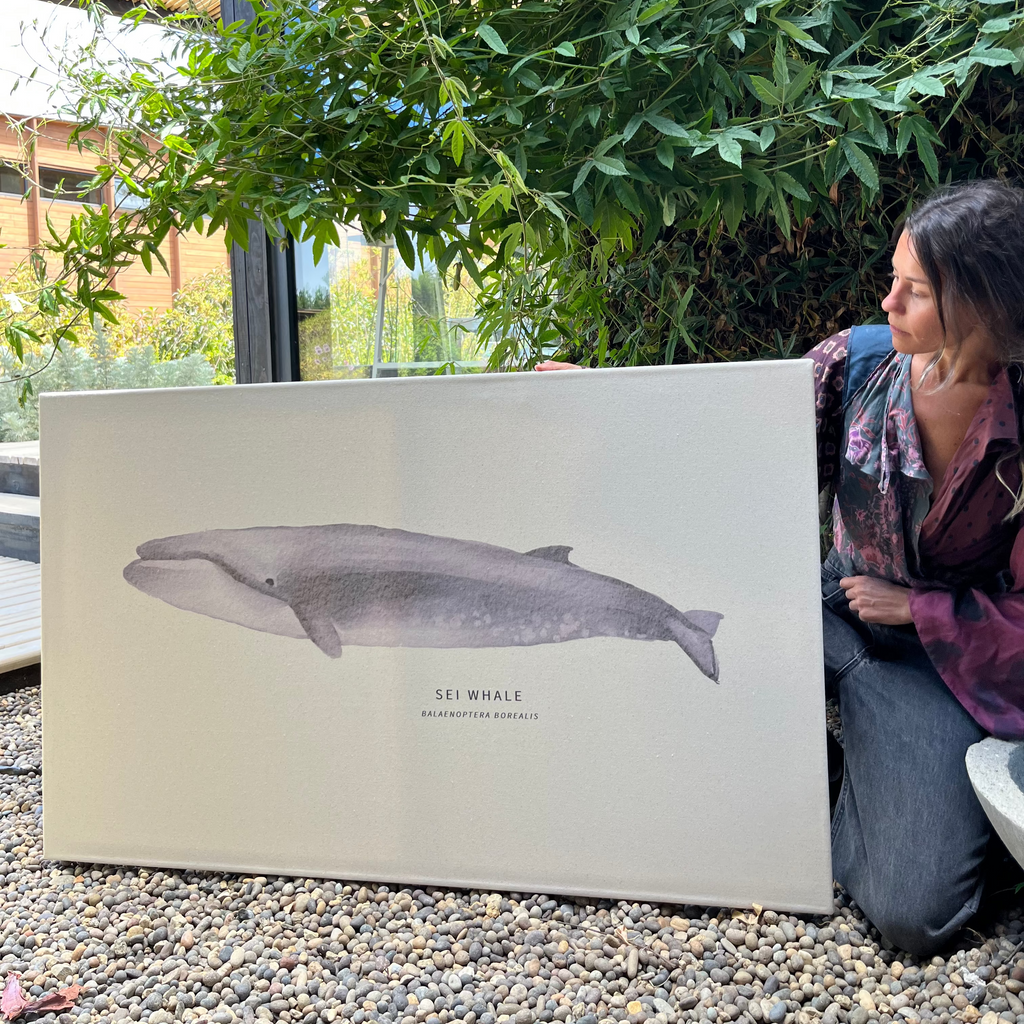 Cuadro Ballena Sei Whale