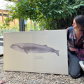 Cuadro Ballena Sei Whale