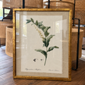 VIDRIO BOTANICO STOCK