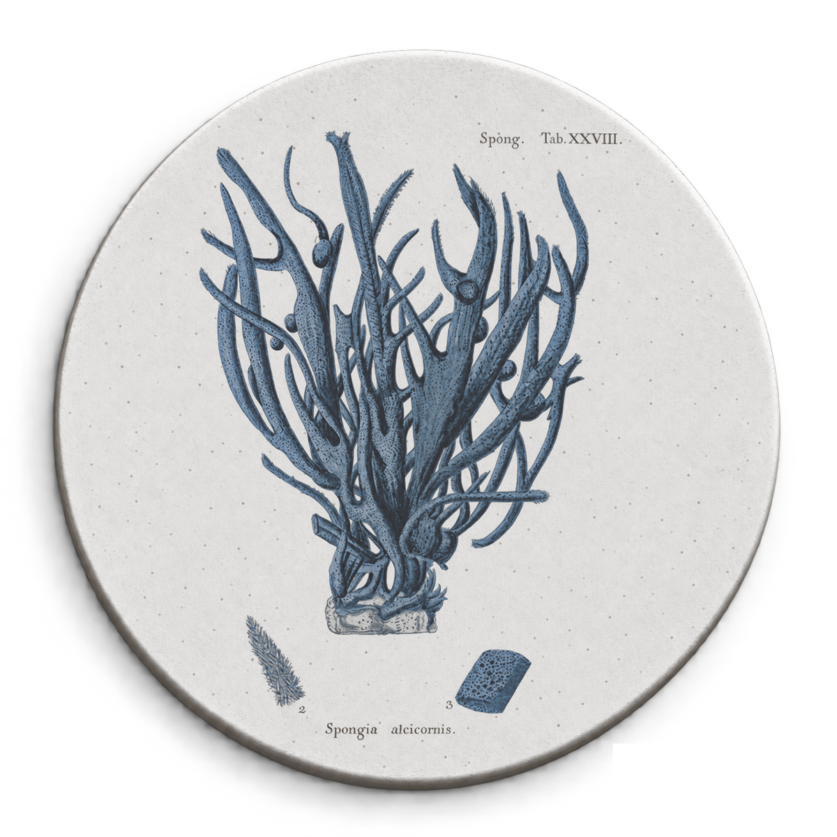 Bastidor Circular Coral Spongia